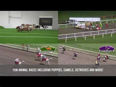 Virtual Horse Racing — Virtually Together