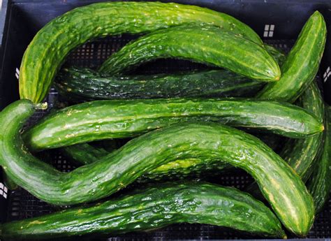 35 Best Cucumber Varieties You Can Grow At Home | Gardenoid