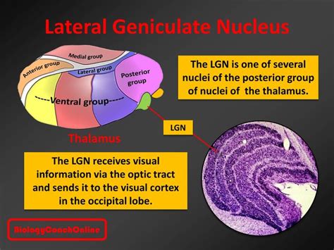 Last week's #MysteryAnatomy structure was the #lateral_geniculate ...