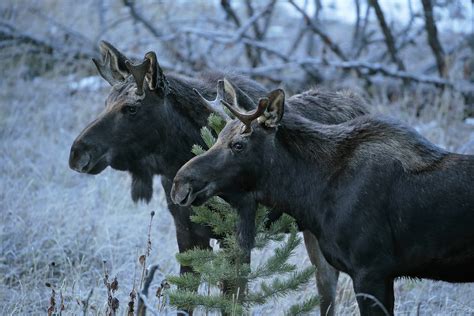 How to Photograph Wildlife in Yellowstone National Park - The East