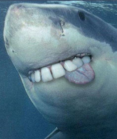 He looks SO CUTE AND CUDDLY!!! Shark with human teeth are cute ...