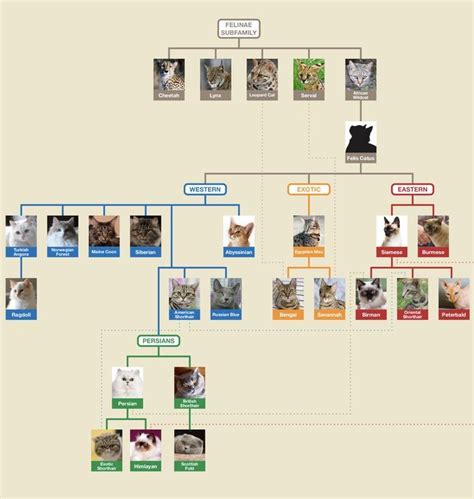 Cat Breeds Family Tree | Cat breeds, Egyptian mau, Russian blue