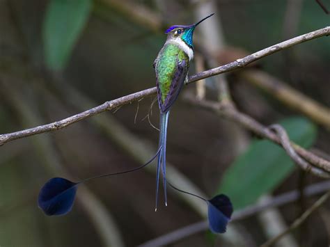 Marvelous Spatuletail - eBird