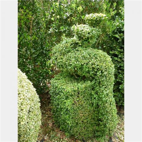 Buxus sempervirens Bird – Topiary Arts