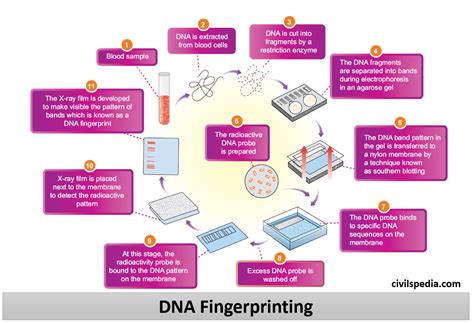 DNA Fingerprinting - civilspedia.com