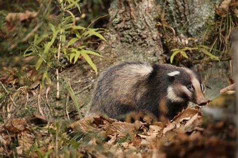 Hog Badger Facts, Habitat, Diet, Pictures