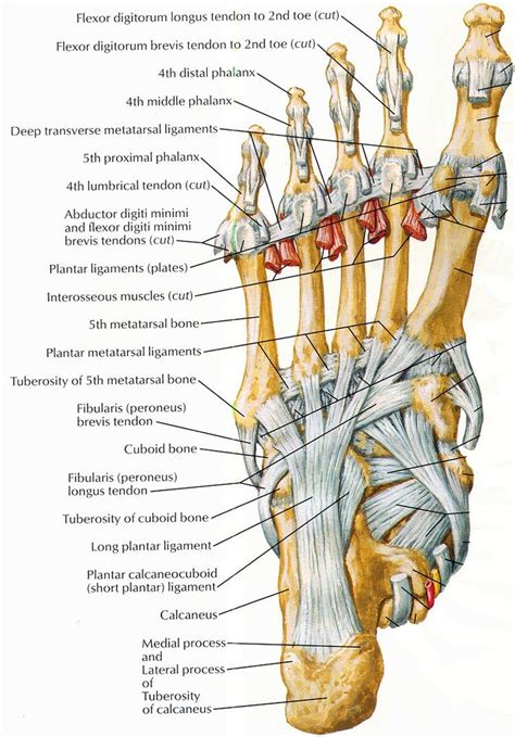 Ankle Anatomy, Foot Anatomy, Human Body Anatomy, Muscle Anatomy ...