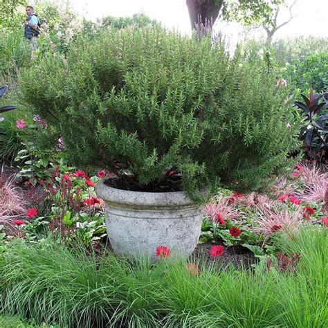 'Arp' Rosemary | Perennials | Great Garden Plants