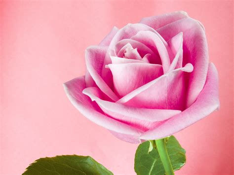 Pretty Pink Roses - Roses Wallpaper (34610934) - Fanpop