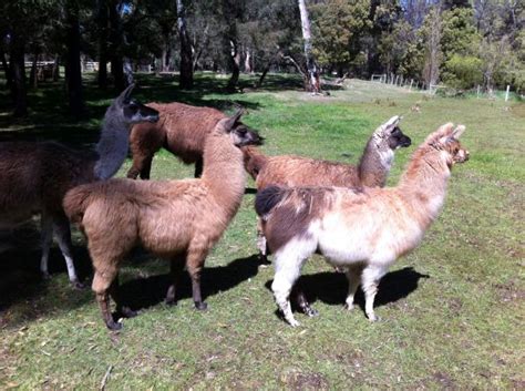 Llama Association of Australasia Inc - Breed Standard