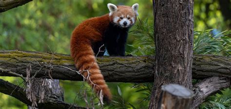 Are Red Pandas Dangerous? A Look at Their Behavior