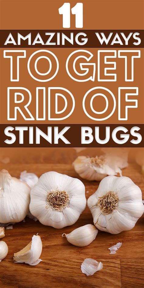 11 Ways to Get Rid of Stink Bugs | Stink bugs, Homemade bug repellent ...