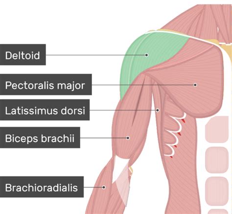 Deltoid Muscle - Anterior and Middle Heads | GetBodySmart