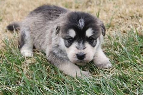 Siberpoo (Siberian Husky Poodle Mix) Info, Temperament, Puppies, Pictures