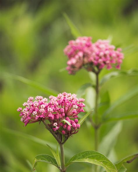 Asclepias incarnata swamp milkweed — Ontario Native Plant Nursery ...