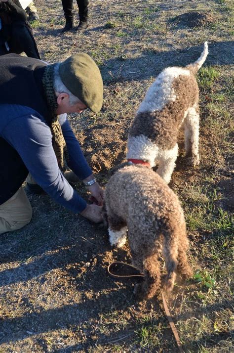 Truffle hunting dog demo at Robert Sinskey Vineyards | Rare dog breeds ...