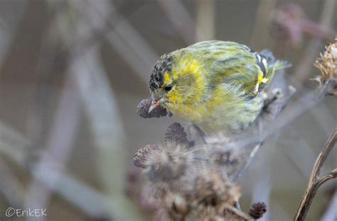 Eurasian siskin by ErikEK on DeviantArt