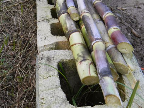 Sugar cane harvesting | The Survival Gardener