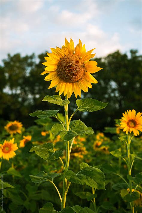 "Beautiful Sunflowers In The Field" by Stocksy Contributor "Duet ...