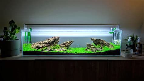 12 Gallon Long Dragonstone Tank - 1 Month of Progress! : PlantedTank