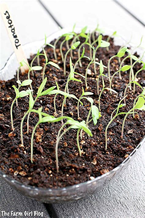 How to Start Planting Tomato Seeds (Step-by-Step Guide)