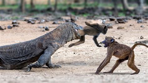 Violent Komodo dragon attacked and bitten the mother monkey's head in ...