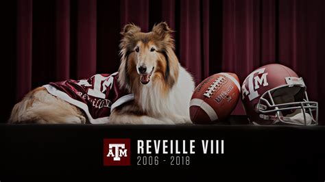 Former Texas A&M Mascot Reveille VIII Dies At Age 12 - Texas A&M Today