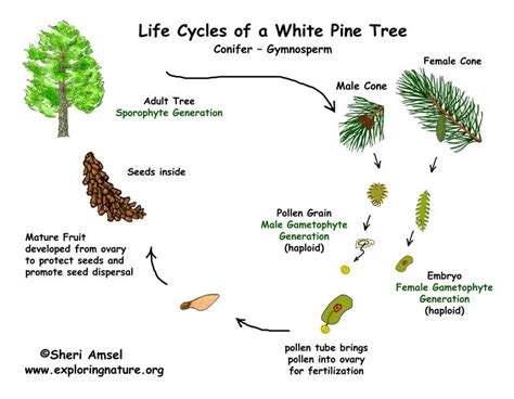 Pine Tree Life Cycle (Gymnosperm)