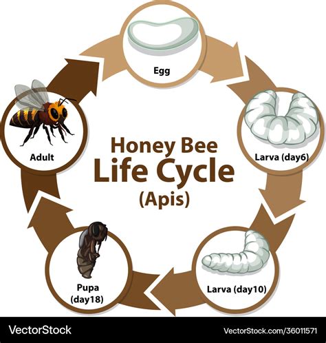 Honey Bees Life Cycle And Report Bee Life Cycle Honey Bee Life Cycle ...