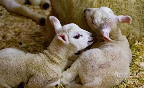 Baby Border Cheviot Sheep Photograph by CJ Park - Fine Art America