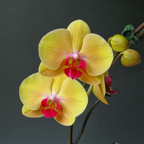 Mother's Day Orchid Flowers | Orchidaceous! Orchid Blog