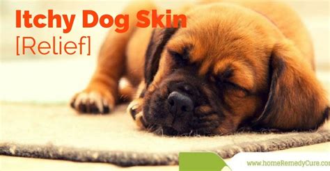 7 Awesome Remedies For Itchy Dog Skin [Relief]