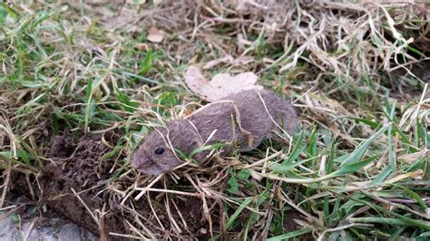 Voles Guide: Identification, Behavior, and Control