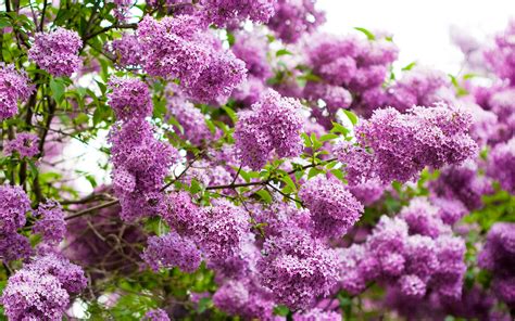 🔥 Free download Lilac Desktop Wallpapers FREE on Latorocom [2560x1600 ...