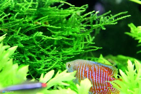 Dwarf Gourami Care & Tank Set Up Guide For Beginners