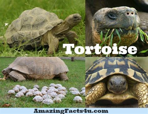 Adwaita Tortoise Carbon Dating – Telegraph