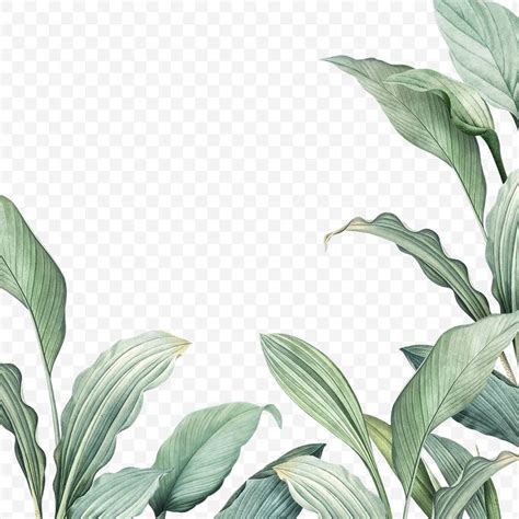 Hand drawn tropical leaves PNG transparent background | free image by ...