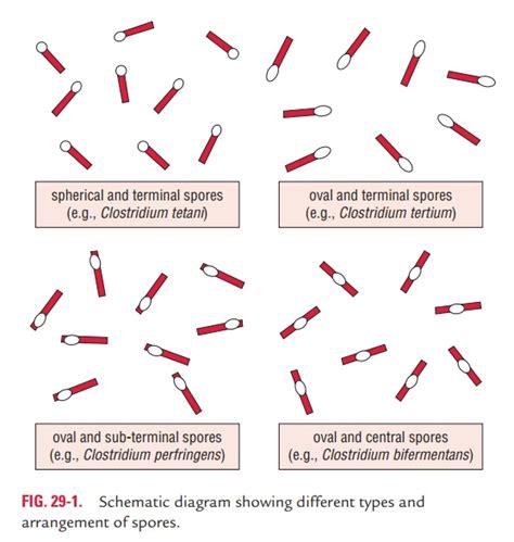 Clostridium Tetani Spores