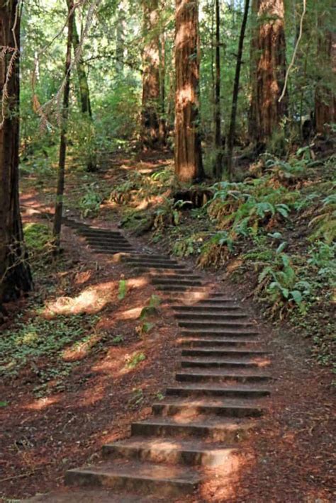 Muir Woods National Monument Travel Tips - Park Ranger John