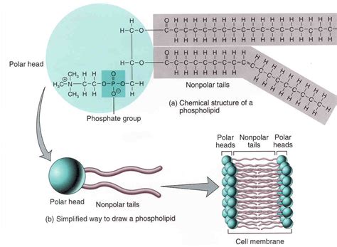 Functional Groups In Phospholipids : Table of Functional Group ...