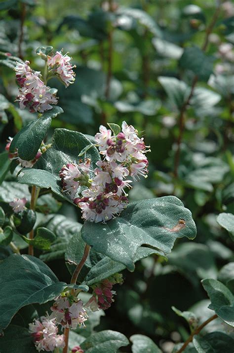 Wolfberry (Symphoricarpos occidentalis) in Classic Landscapes Edmonton ...