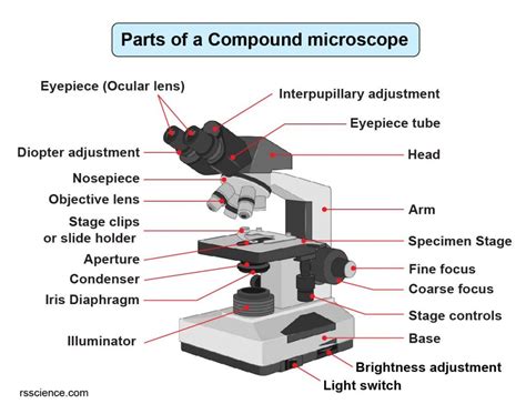 Compound microscope - their parts and function - Microscopy4kids