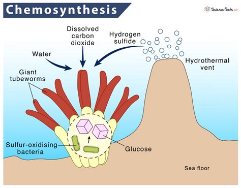 Chemosynthesis – Definition, Process, Equation, and Examples