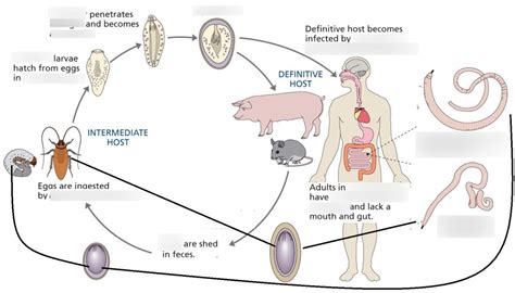 Acanthocephalan life cycle Diagram | Quizlet