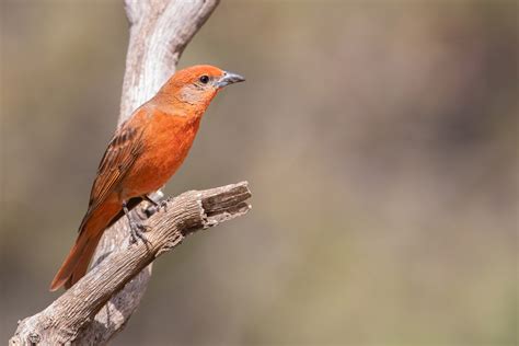 Hepatic Tanager | Audubon Field Guide