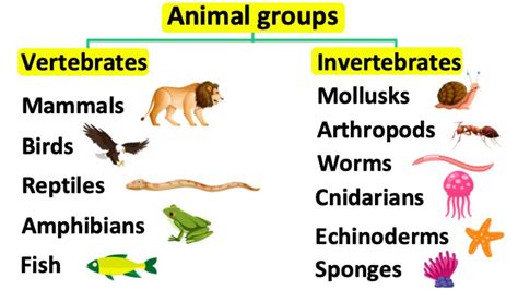 Vertebrates And Invertebrates. To help us understand the differences ...