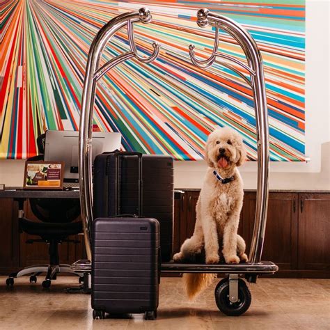 The 9 Most Pet-Friendly Hotels in the US | Pet friendly resort, Dog ...