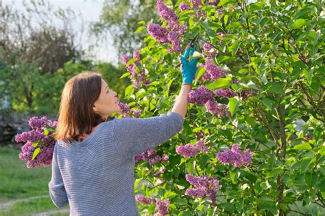 How to Plant Lilac Bushes For a Gorgeous Pop of Purple | HappySprout