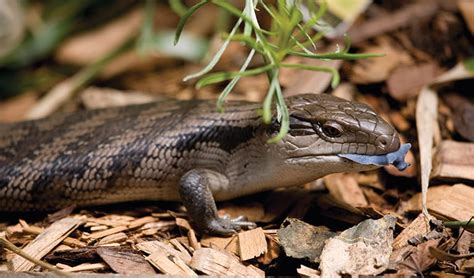 Eastern blue-tongue lizard | Australian animals | NSW National Parks