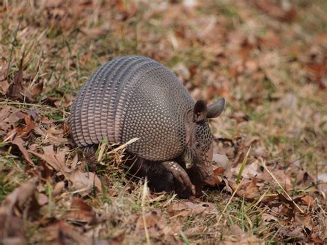 [Audio] Amazing Armadillo Facts: Quadruplets, Pop-Ups, Leprosy and More ...